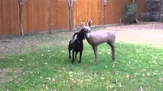 Dog wants to play with a deer decoy