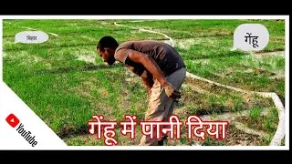 गेंहू को बोने से 22 दिन के बाद पानी दिया ll गेहूं के खेत में पानी डाला gehu farming l #farming #vlog