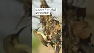 Nest Building by Purple Sunbird Female #shorts