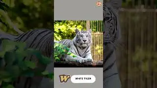 ABC Forest Animals Song - Part 3: T to Z - #singing & #learning #abcd together