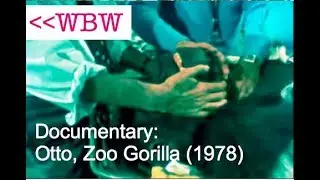 Gorilla Zoo Keeping in the 70's 2/3
