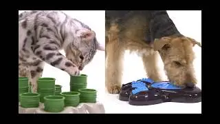 Aikiou Interactive Dog Feeder & Aikiou Cat Stimulo Activity Center - Ready Pet Go