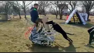 Dobermann mondioring