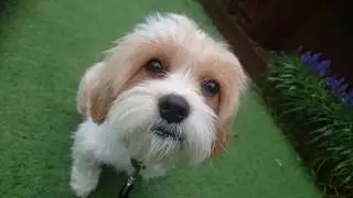 Bonnie - Cavachon - 2 Weeks Residential Dog Training