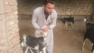 Kali Makdi bakriyan aur bridal bakra Tapri breed .2/11/2023 ::03332916025