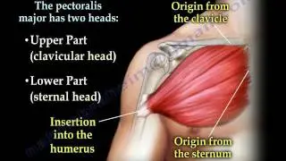 Pectoralis Muscle ,tendon Tear - Everything You Need To Know - Dr. Nabil Ebraheim