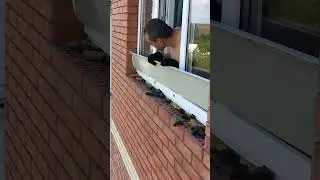 Homeowner Finds A TON of Baby Bats!