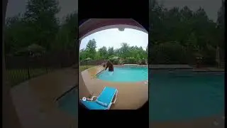 #bigfoot #pool #ringcamera #ai
