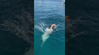 #dolphin #boatcharters #mallorca #boatrental #puertoportals #mediterraneansea