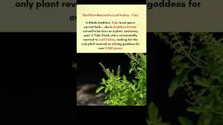 The plant married to Lord Vishnu - Tulsi✨ #youtubeshorts #spiritualhealing