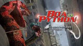 Experience the intense battle scenes between a giant Python and a Boa constrictor | Boa vs. Python