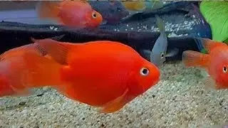 parrot fish aquarium setup - parrot fish aquarium DECORATION -