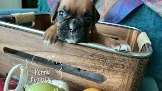 Little Lady Penny 💕 | Boxer Puppy at 3 Weeks