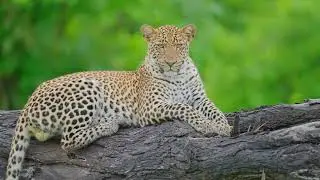 Katemba Luke 2025 wildlife showreel