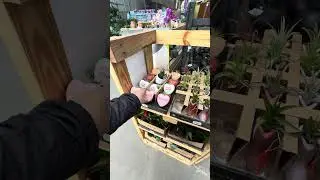 Quick Lowe&rsquo;s trip!! #plants #indoorplants #lowesfinds #houseplants #plantshopping