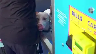 The Tru Blu K9000 Dog Wash Coming to Your Neighborhood