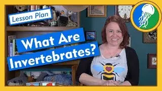 What Are Invertebrates? - Lesson Plan