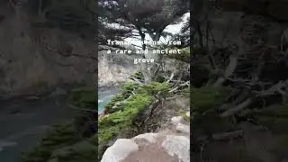 Modern Biology - Cypress Tree Music ✨ plant transmissions #music #plants #shorts #synth #oldgrowth