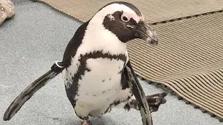 Oli & Aly at Adventure Aquarium with Penguin Encounter