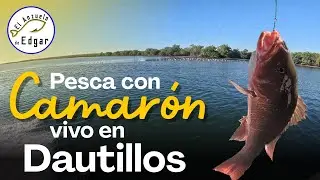Pesca con Camaron vivo en Dautillos || Gran dia de pesca || La mejor carnada para pescar