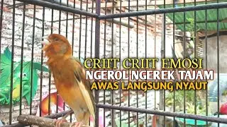 kenari gacor panjang Cuit Cuit EMOSI, Pancingan Kenari Paud Belajar Bunyi, terapi AMPUH Kenari MACET