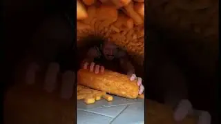 Где моя рыбная палочка?! #рыбнаяпалочка