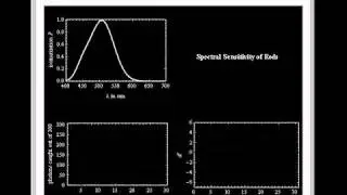 Spectral Sensitivity of Rods in Human Retina
