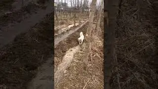 Dog working in farm land l Trendmagazine l Shorts