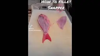 Filleting Snapper is easy with the right steps. 🤙