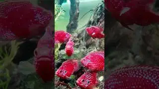 Lampu jah4t ?  . Red jewel SB #fishaquarium  #aquaticbybunga #aquarium