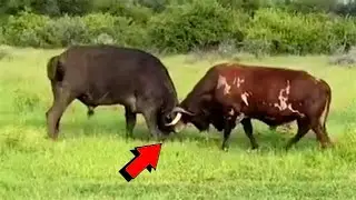 TORO VS BUFALO, Quien crees que GANA las Batallas?, LEY DEL M&Aacute;S FUERTE