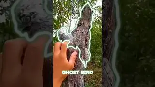 Invisible Bird Of The World?😲| Akmal Areeb Shorts
