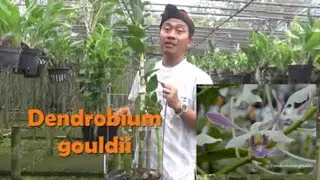 Anggrek spesies Papua Dendrobium Gouldii