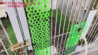 Các nguyên nhân chồn hương biếng ăn, ăn yếu, còi cọc và cách khắc phục giúp chồn ăn mạnh