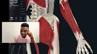 Recap on the posterior compartment of the forearm (zima moto🔥)
