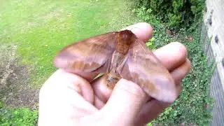 FATASS Brown Moth! Gonometa nysa - female