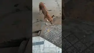 Dog Tears of Joy 😭 Emotional Dog Care