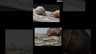 Snails : Some weird facts