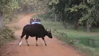 #Tiger Maya sighting Tadoba | #Deer | indian bison (#gaur) | Nagpur Tadoba