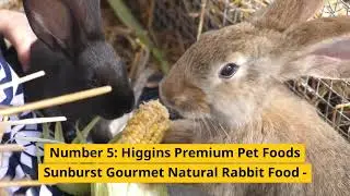 Top 5 best Dry Food For Rabbit - 10BestSuggest