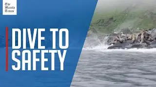 Panicked sea-lions dive into the sea as quake rocks cliffs on Kamchatka