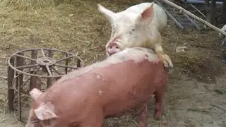 Amazing pig mating, Boars trying to breed a gilt pig ★ Dusama Farms! #52