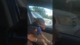 Сем рулит! #usa #miami #dogs #world #nature #love