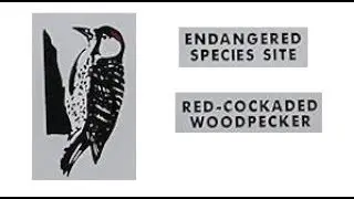 Endangered desert woodpecker fooled into extinction