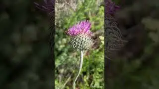 Interesting beautiful romantic thistle flower 흥미롭고 아름답고 낭만적인 엉겅퀴 꽃  #interesting #nature #flowers