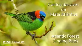 Cantos das aves da Mata Atl&acirc;ntica - Atlantic Forest Singing Birds