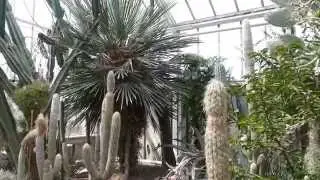 Botanischer Garten  Halle Saale - Sukkulentenhaus, Kakteenhaus im Mai