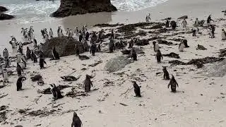 Cape Town Penguins... #1
