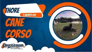 🐶🦮Off Leash Dog Training/ Obedience Training🦮🐶