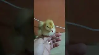 chick update. #backyard #farming #ytviral